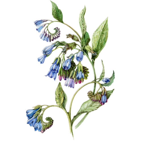 Comfrey Repair Balm