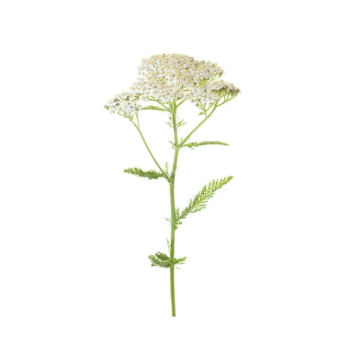 Insect Repellent Balm - Strong